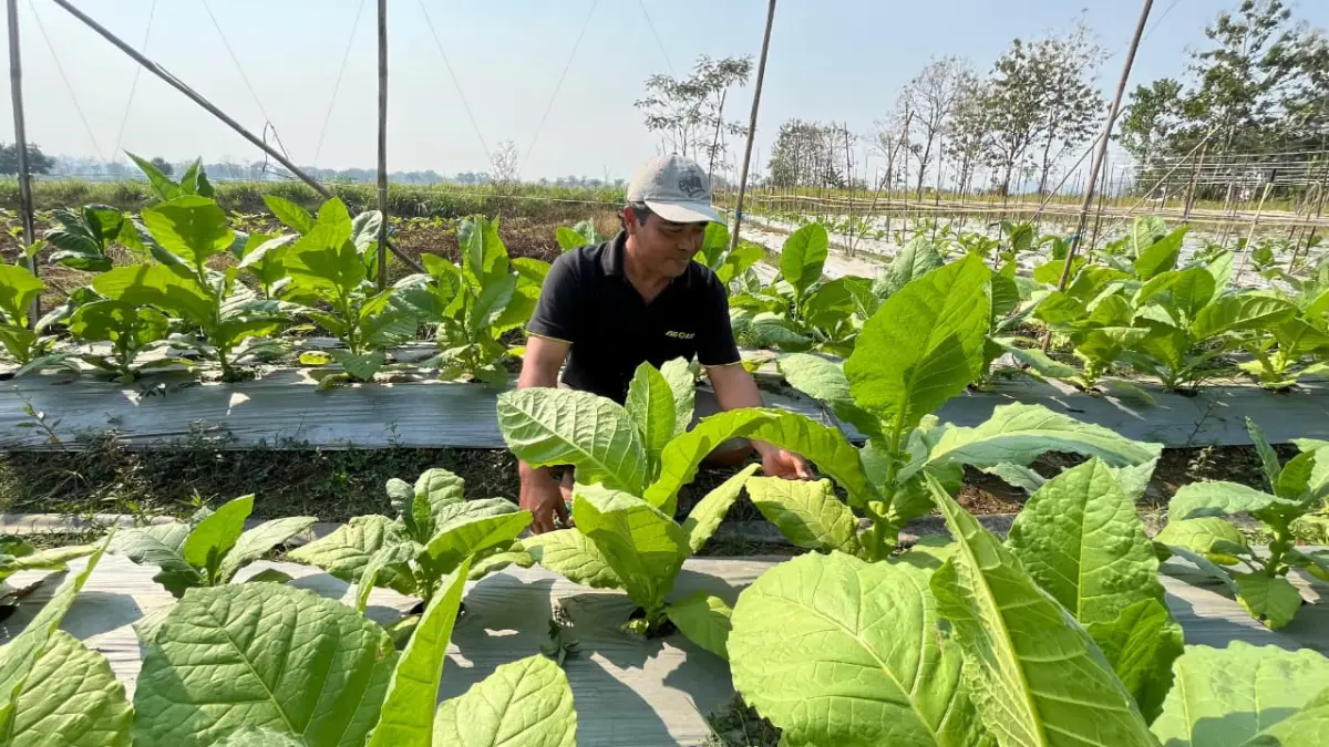 Joko Rusdiyanto, petani asal Desa Jendi, Kecamatan Selogiri di lahan yang digarapnya. (IWAN ADI/RADAR SOLO)