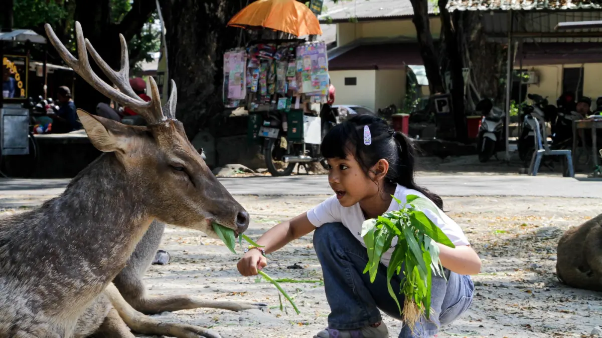 Seorang anak tengah asyik memberi makan rusa yang cukup jinak di Taman Sriwedari, Kota Solo. (M. Ihsan/Radar Solo) 