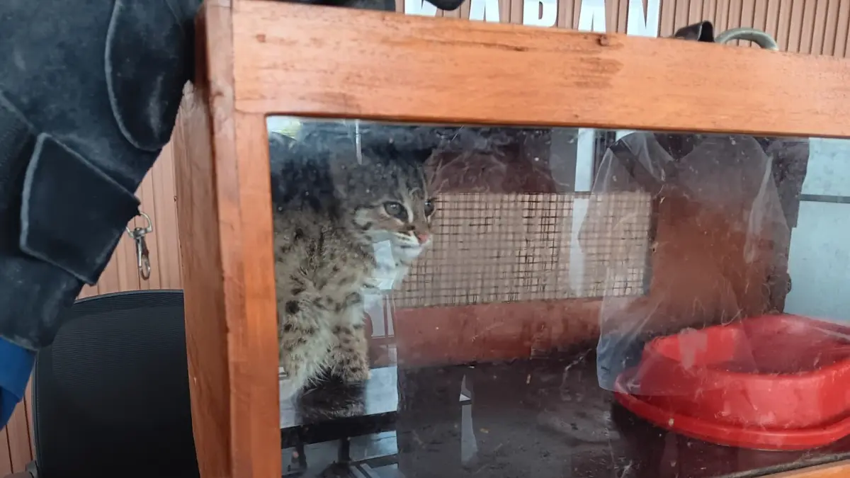 Kucing hutan saat diamankan di Maka Damkar Satpol PP dan Damkar Klaten, Senin (20/7/2026). (Angga Purenda/Radar Solo)