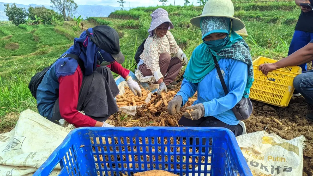 Panen ubi madu di Kecamatan Bulukerto baru-baru ini&nbsp;(IWAN ADI/RADAR SOLO) 