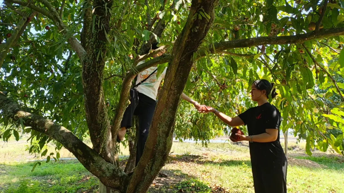 Dua orang pengunjung menjajal sensasi memanjat sealigus memetik buah jambu air langsung dari pohonnya saat musim panen di Desa Pranan, Polokarto, Minggu (26/7). (IWAN KAWUL/RADAR SOLO)
