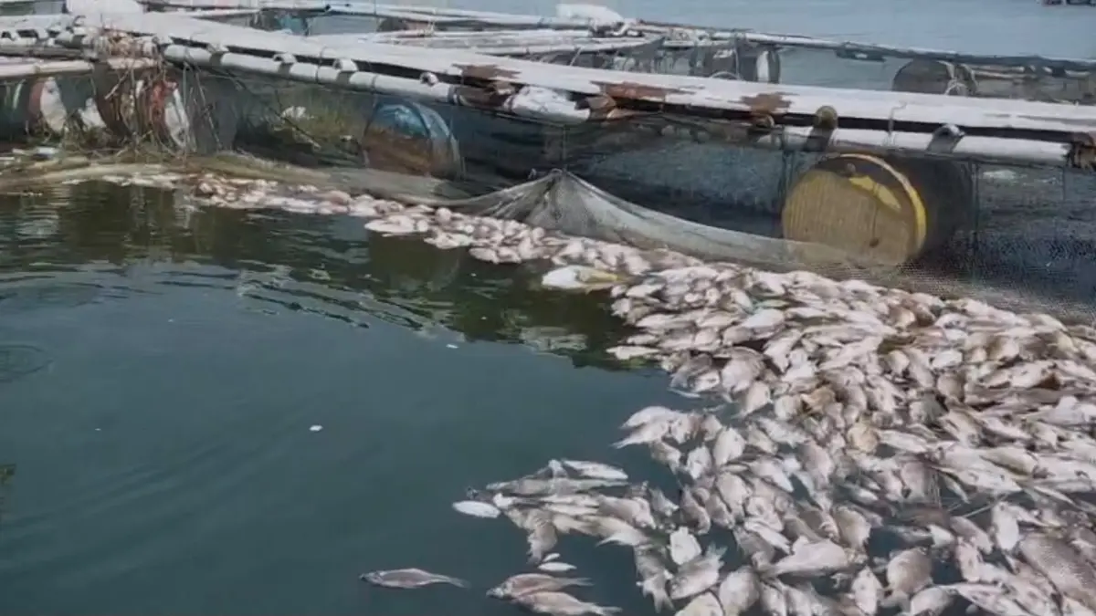 Ikan di karamba jaring apung Waduk Kedung Ombo wilayah Boyolali mati massal. (ABDUL KHOLIK/RADAR SOLO) 