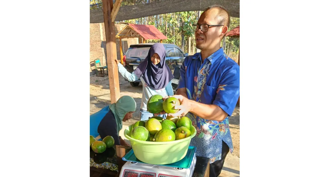 Panen raya alpukat yang dikelola BUMDes Makmur Sejahtera Desa/Kecamatan Polokarto, Kabupaten Sukoharjo, Juli 2026 ini. (Dok. Kades Polokarto)