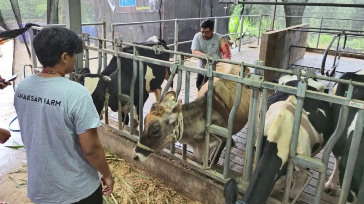  Kelompok Ternak Sumber Karanglo mengelola lebih dari 58 ekor sapi.