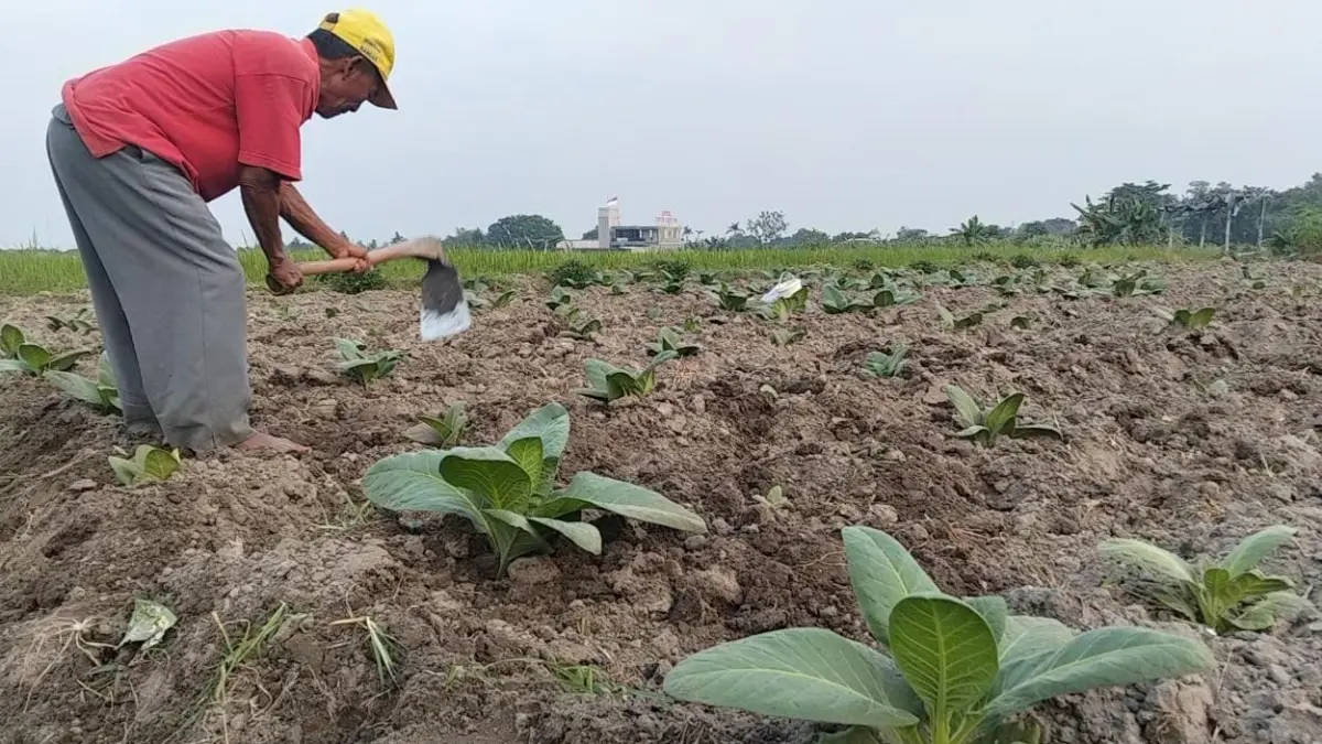 Petani di Desa Salakan, Kecamatan Teras, Boyolali beralih menanam tembakau untuk menyiasati kemarau. (ABDUL KHOFID/RADAR SOLO)