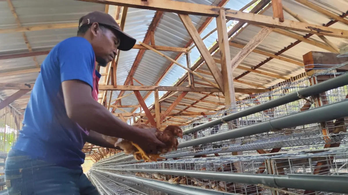 Pekerja memasukkan ayam petelur ke kandang yang dikelola BUMDes Sari Rejeki, Desa Tepisari, Kecamatan Polokarto, Sukoharjo, Jumat (7/8). (DOK. KADES TEPISARI)