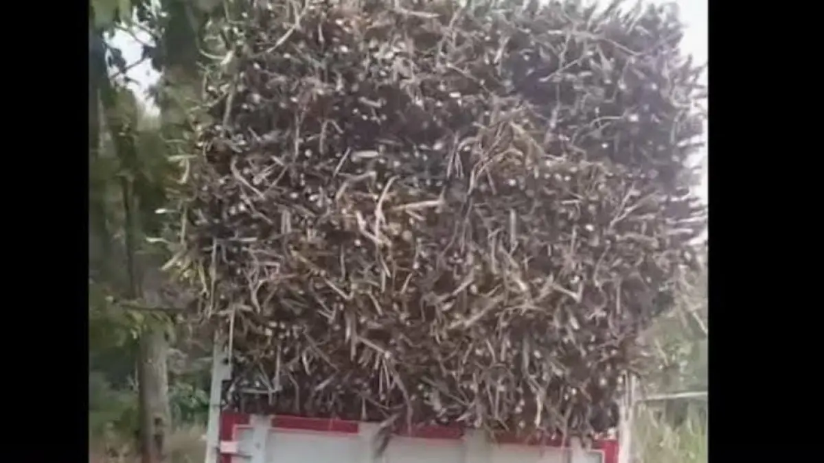 Tangkapan layar truk KDMP di Sragen yang dipakai untuk angkut tebu. (Ist)