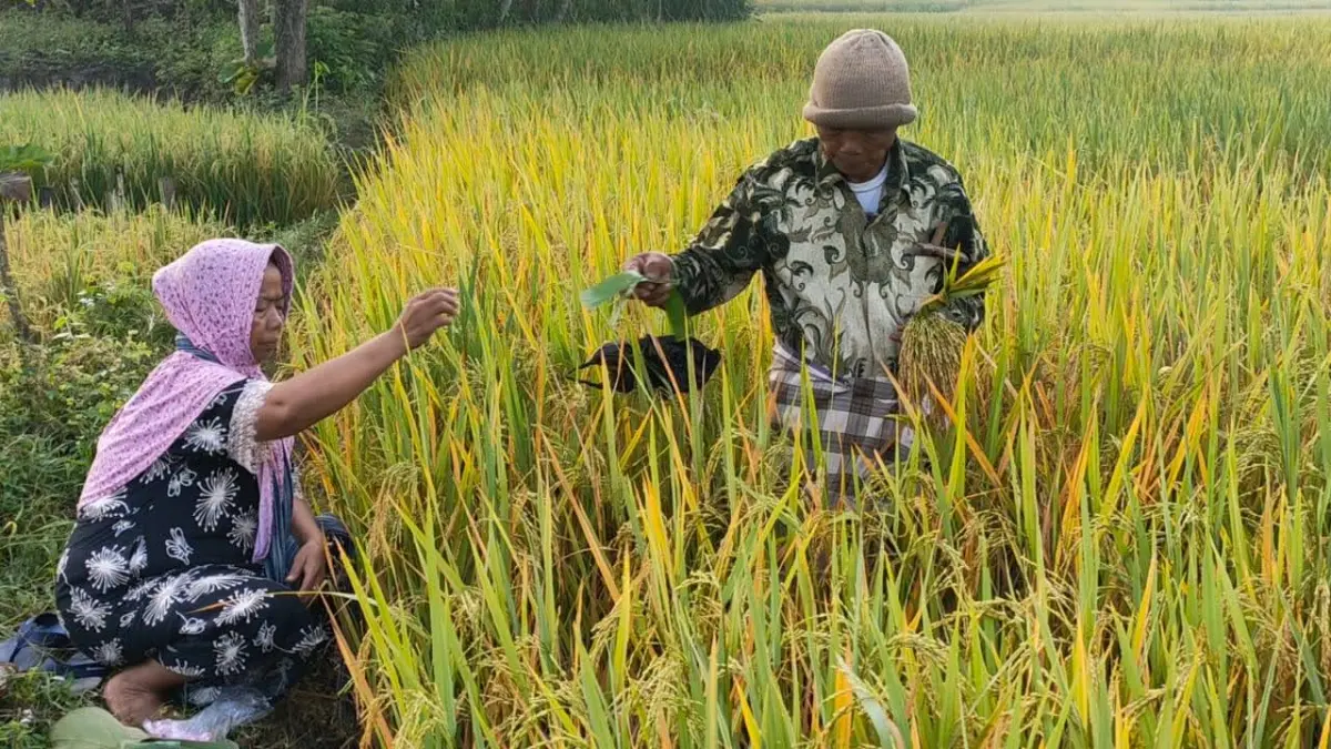 Petani di Sragen sedang merawat tanaman padi yang siap untuk dipanen. (Ahmad Khairudin/Radar Solo)