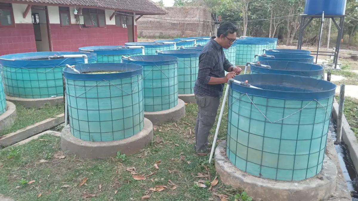 Budi daya ikan lele yang dikelola Badan Usaha Milik Desa (BUMDes) Mulur, Kecamatan Bendosari, Sukoharjo mulai menunjukkan hasil. (Iwan Kawul/Radar Solo)