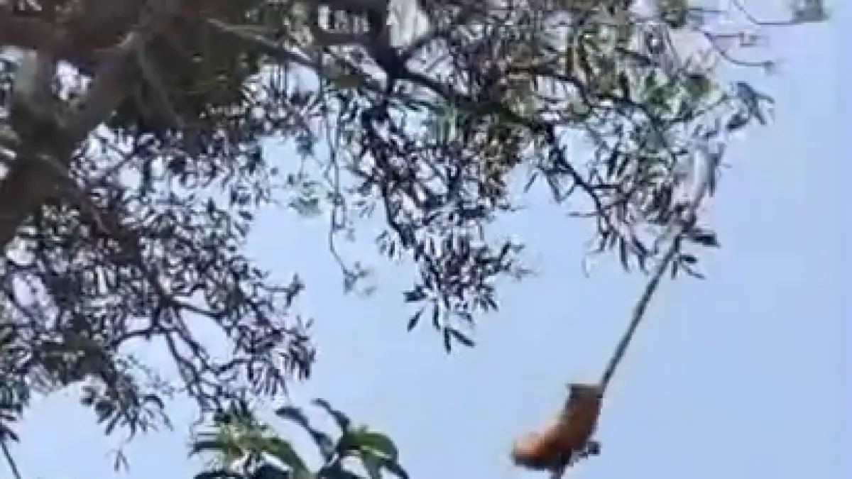 Evakuasi kucing liar yang terjebak di atas pohon depan Kantor Kelurahan Wuryorejo, Kecamatan Wonogiri Kota, Selasa (11/8/2026). (DOK.DAMKAR WONOGIRI) 