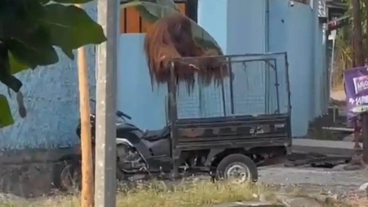 KABUR: Seekor orang utan milik Solo Safari terlihat kabur dari kandangnya dan berada di dekat permukiman warga, Selasa (18/8/2026). (ISTIMEWA)