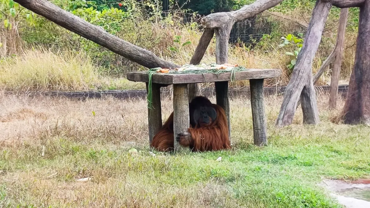 DISOROT: Seekor orang utan Solo Safari yang sempat lepas kini sudah ada di kandang. (ANTONIUS CHRISTIAN/RADAR SOLO)