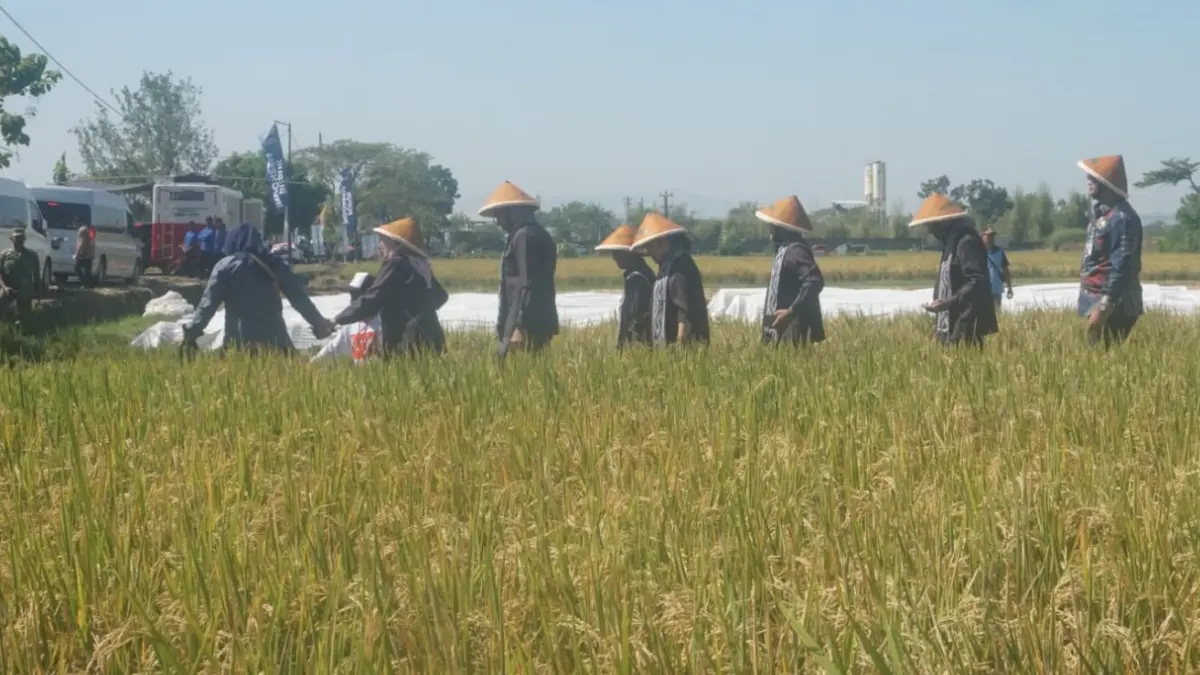 Kegiatan panen raya di lahan pertanian Desa Wonosari, Kecamatan Trucuk, Klaten pada Jumat (10/7/2026). (Angga Purenda/Radar Solo)