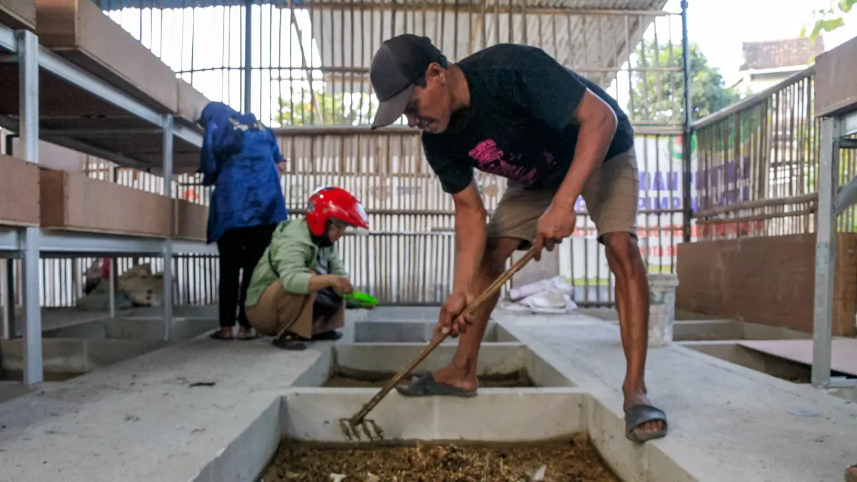 Pengolahan sampah dengan magot di Purwosari, Laweyan. (M Ihsan/Radar Solo)