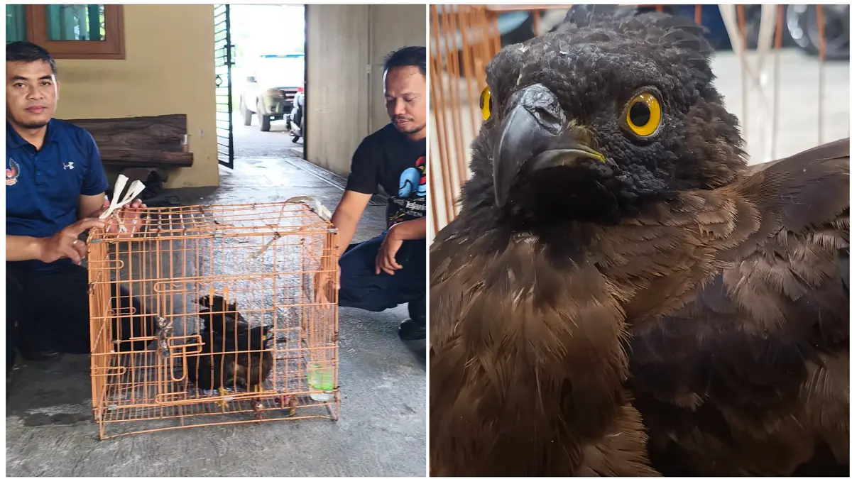 Petugas Damkar Klaten saat mengevakuasi burung elang sikep madu asia di Kecamatan Jatinom, Jumat (21/8/2026). (DOK.DAMKAR KLATEN)