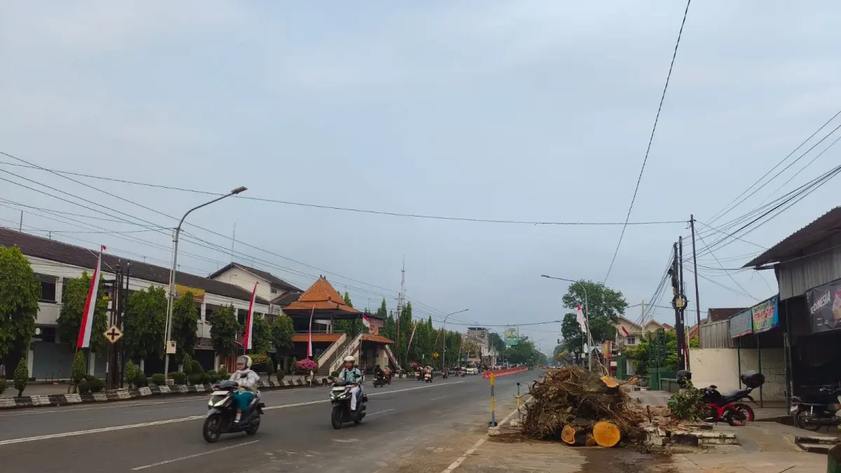 Kondisi pohon di Jalan Raya Sukowati Kota Sragen usai ditebang untuk keperluan penataan trotoar, Rabu (26/8/2026). (Ahmad Khairudin/Radar Solo)