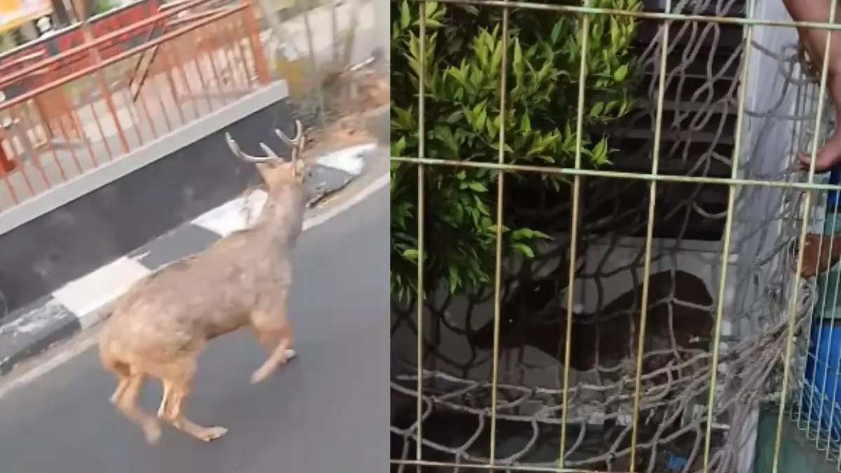 Rusa Taman Sriwedari yang berkeliaran di jalan raya (kiri). Proses evakuasi rusa oleh petugas. (Instagram @peristiwasolo)