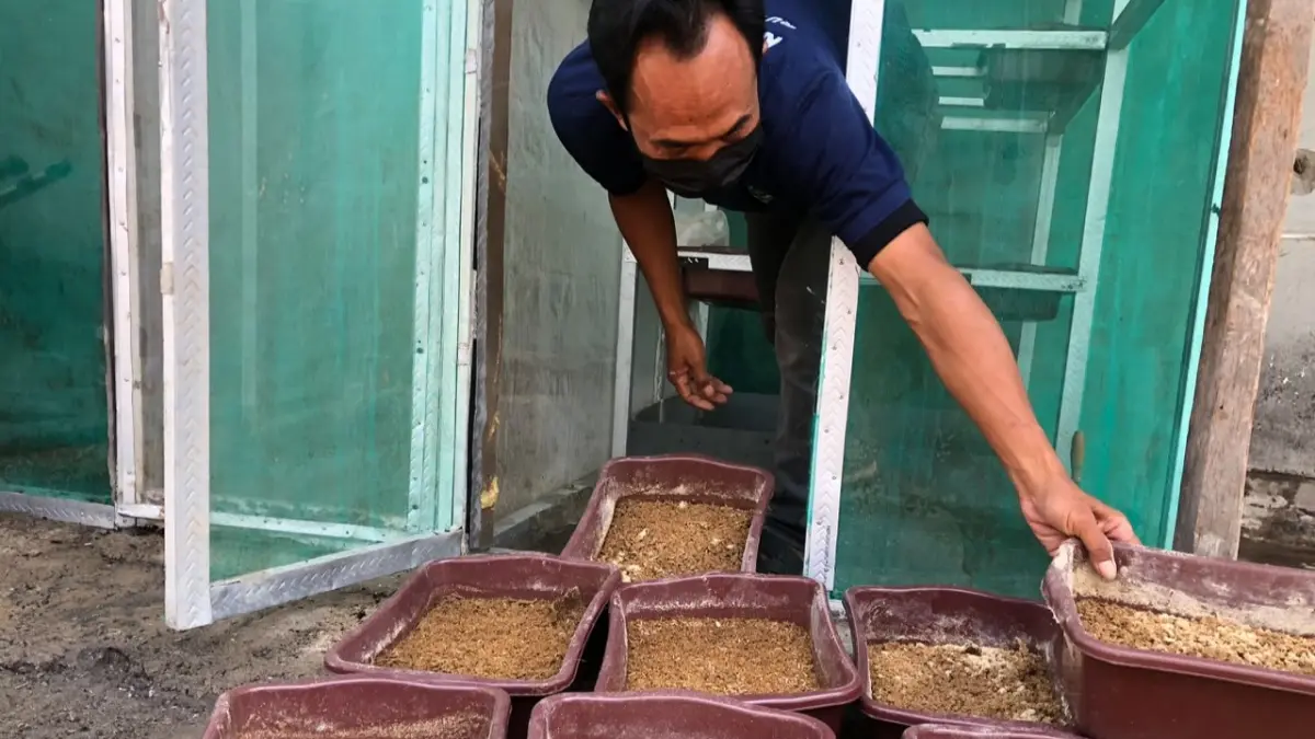 Warga binaan Rutan Boyolali kembangkan budi daya maggot. (ABDUL KHOFID/RADAR SOLO)