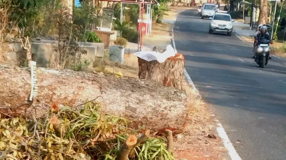 Bekas potongan kayu jati di jalan Karanganyar-Mojogedang, Desa Gebyok, Mojogedang, Karanganyar. (Rudi Hartono/Radar Solo)