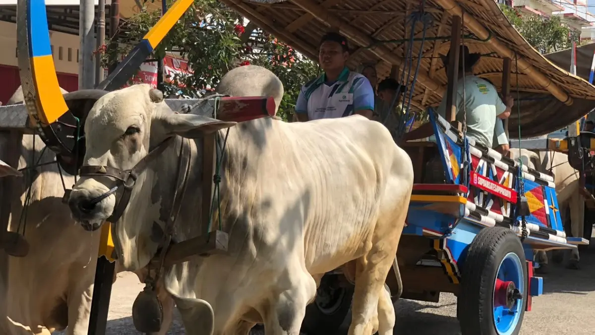 Bupati Boyolali Agus Irawan menaiki gerobak sapi bersama jajaran Forkopimda dari area Kantor Bupati menuju kantor Dinas Peternakan dan Perikanan (Disnakkan) Kabupaten Boyolali, Rabu (23/9/2026). (ABDUL KHOFID/RADAR SOLO)