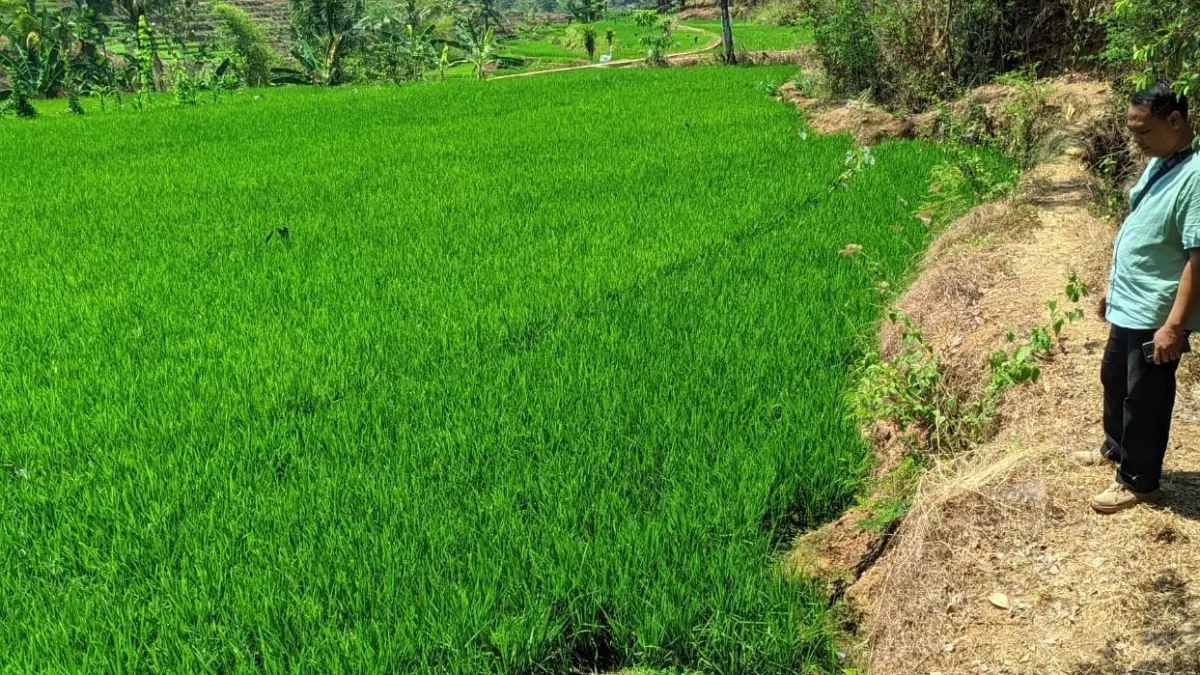 Belik Andong di Dusun Jatiwayang RT 04 RW 02, Desa Tremes, Kecamatan Sidoharjo, Wonogiri. (IWAN ADI/RADAR SOLO)