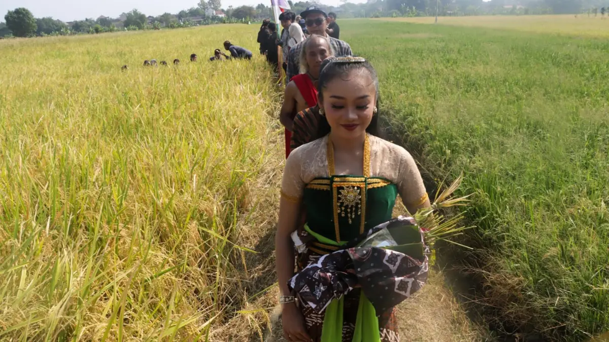 Kirab budaya tani dan tradisi upacara wiwitan dengan menyusuri petak persawahan warga dengan mengelilingi sejauh 1 Km di Desa Delanggu, Kecamatan Delanggu, Klaten, Minggu (27/9/2026). (M. Ihsan/Radar Solo)