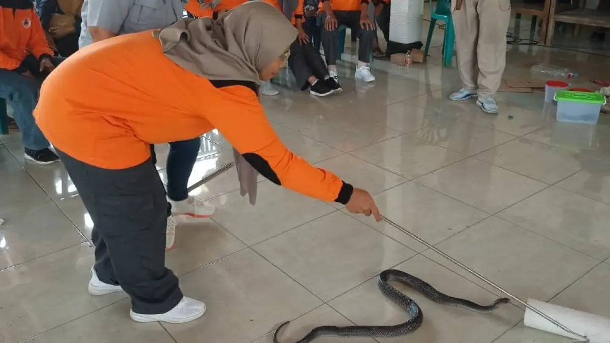 BPBD Wonogiri turun tangan memberikan pelatihan serta edukasi mengenai tata cara aman menghadapi hingga mengevakuasi ular. (IWAN ADI/RADAR SOLO)