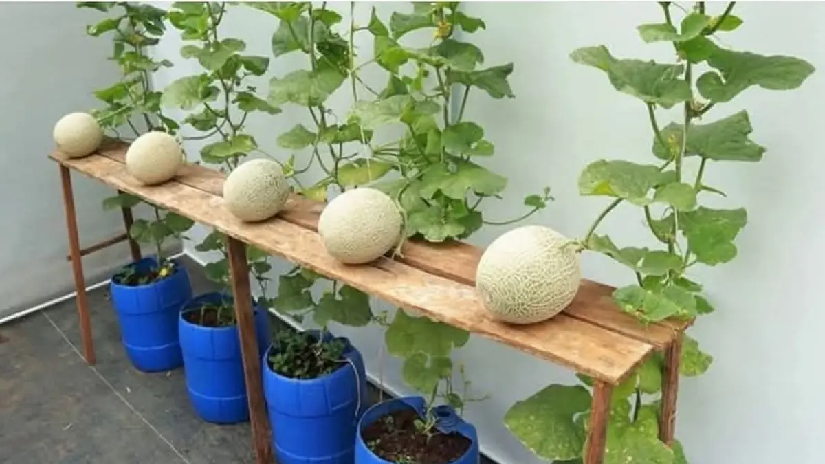 Cara Menanam Melon di Pot, Cocok untuk Halaman Rumah yang Sempit hingga Bisa Panen Buah Sendiri
