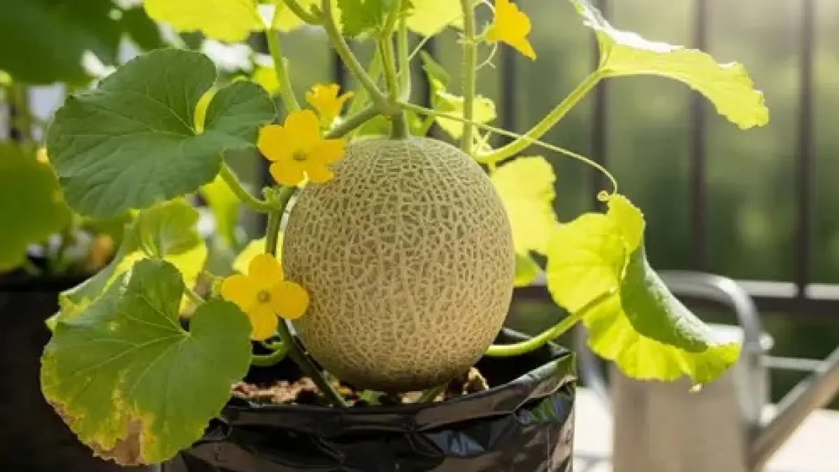 Cara Merawat Tanaman Melon agar Cepat Berbuah, Jangan Lewatkan Tahap Pemangkasan