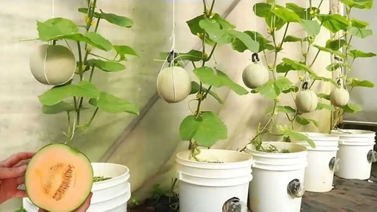 Kapan Melon Siap Dipanen? Ini 3 Tanda Buah Sudah Matang yang Wajib Diketahui