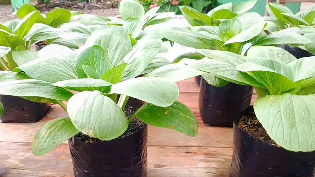 Cara Menanam Pakcoy di Pot dan Polybag di Rumah, Hemat Biaya dan Tak Butuh Banyak Tempat