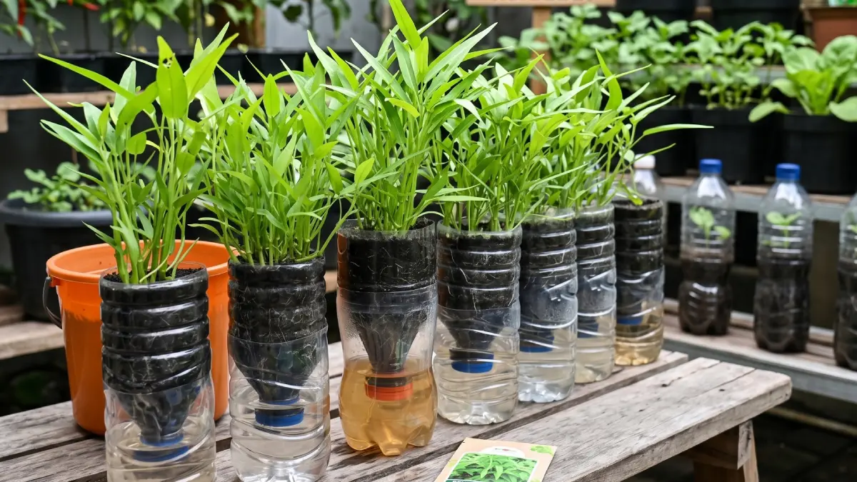Menanam kangkung di botol plastik bekas.