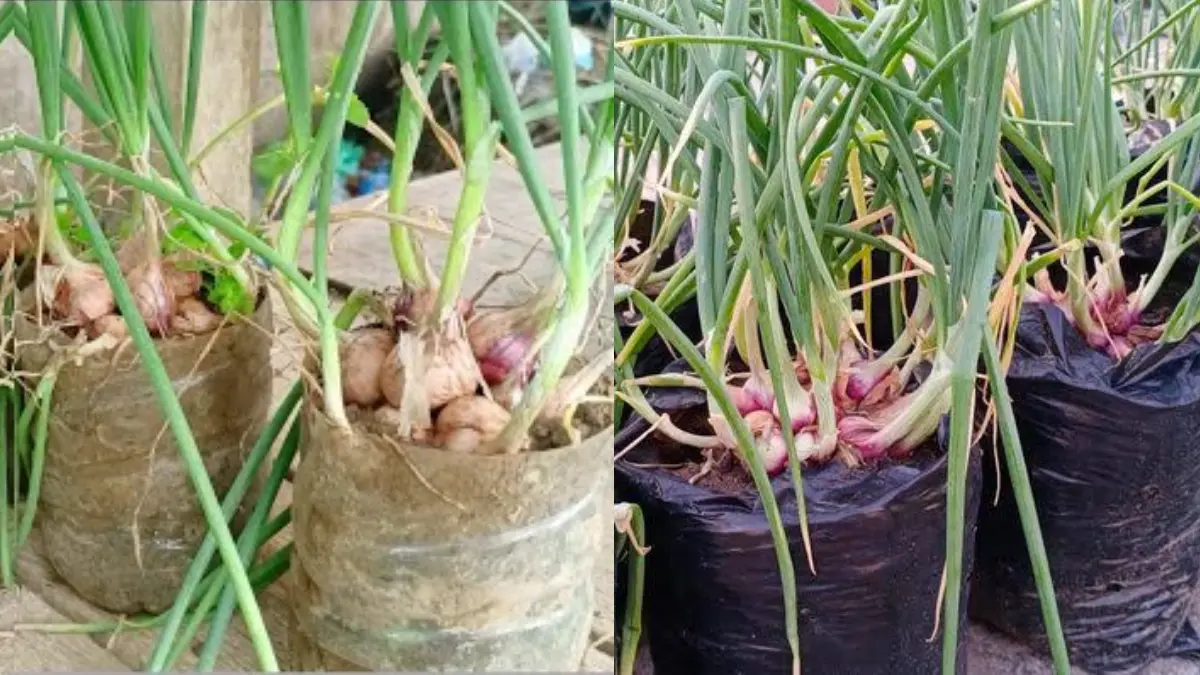 Menanam bawang merah di pot botol plastik bekas dan polybag.