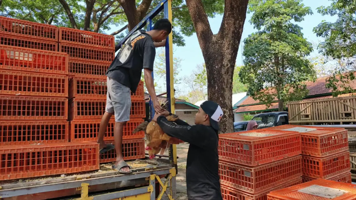 Penyaluran bantuan ayam ternak kepada 120 keluarga pra sejahtera di Sragen. (Ahmad Khairudin/Radar Solo)
