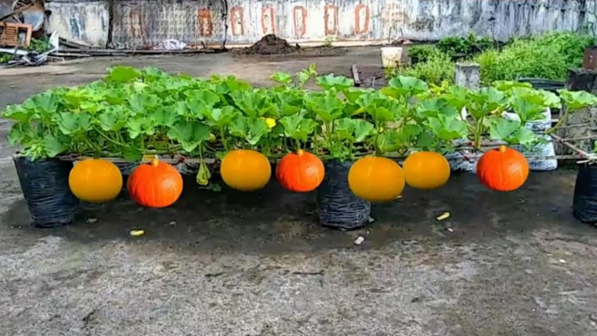 Cara Menanam Labu Kuning di Pot agar Berbuah Lebat, Rahasianya Ada pada Pupuk dan Penyerbukan (Youtube 
Berkebun Mudah)