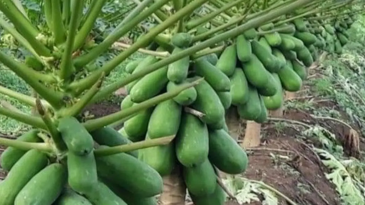 Pepaya pohon pendek dan berbuah lebat. (Lazada)