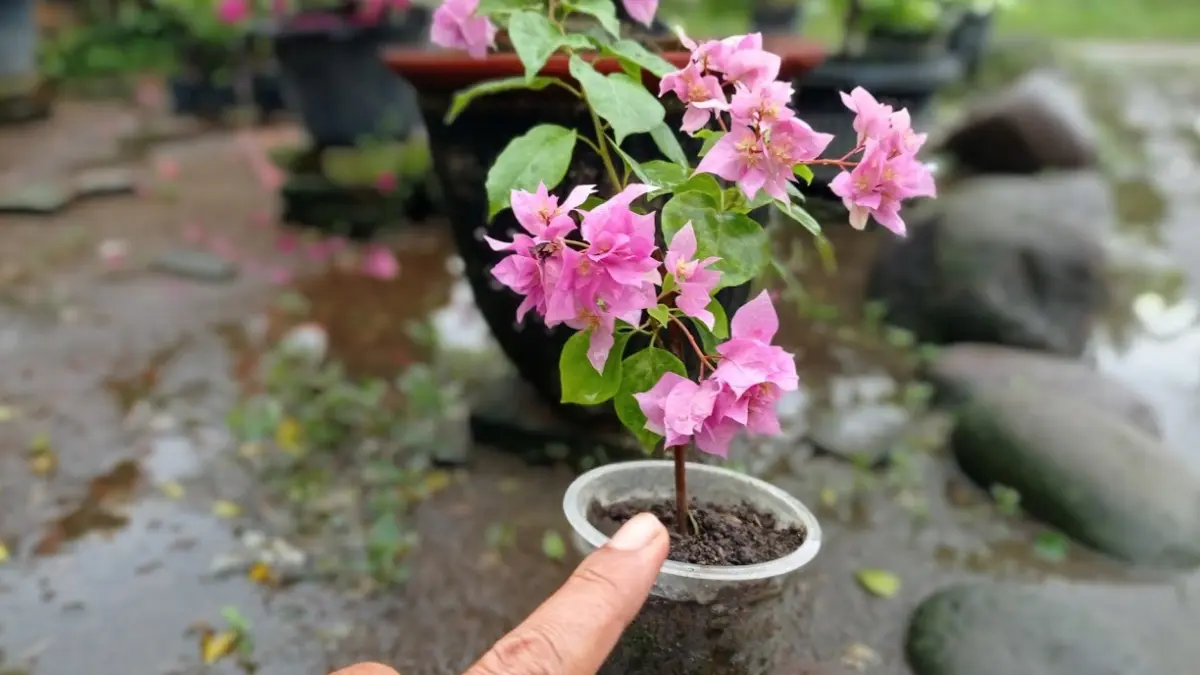 Rahasia Cara Menanam Bougenville dari Batang agar Cepat Berakar, Tumbuh Subur dan Rajin Berbunga (Youtube&nbsp;AL BAYA BONSAI)