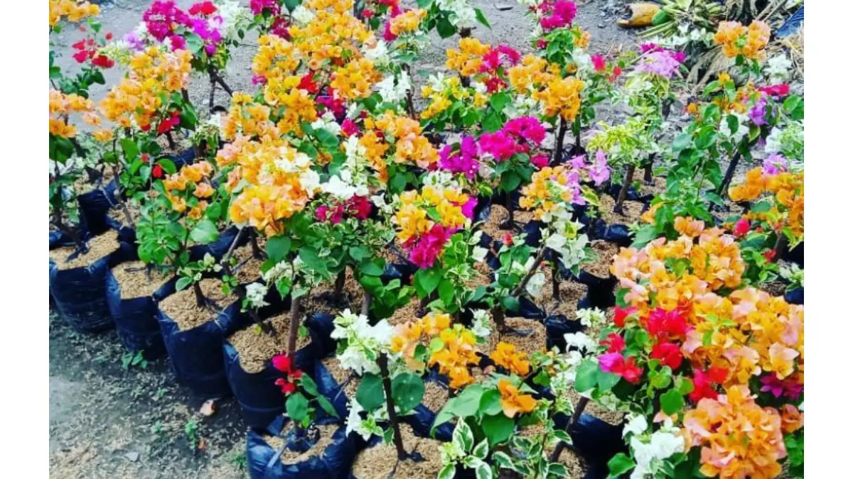 Bunga bougenville. (Shopee)