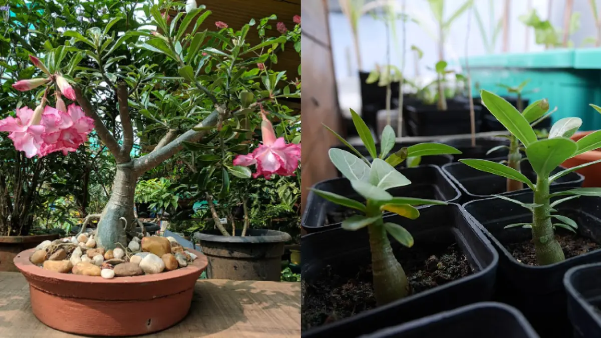 Cara Menanam Bunga Kamboja Jepang (Adenium) di Pot, Ini Rahasia agar Tumbuh Subur dan Berbunga Lebat