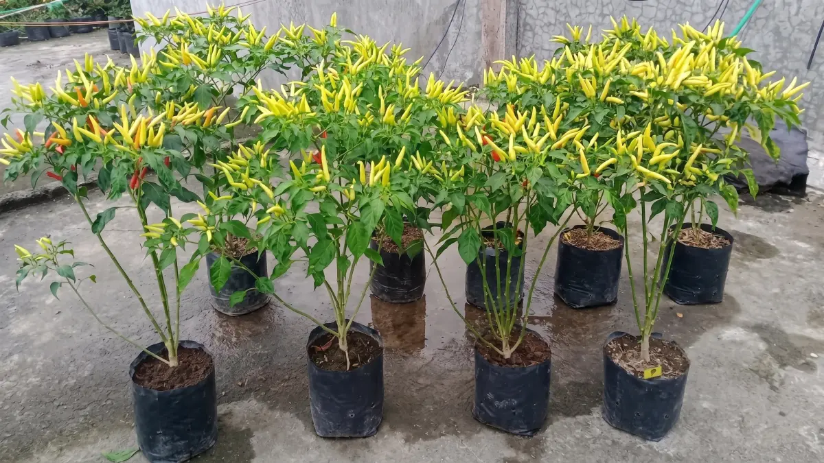 Cara Menanam Cabai di Polybag agar Tumbuh Subur, Berbuah Lebat, dan Panen Berkali-kali
