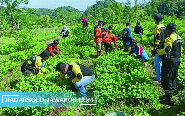 PENGHIJAUAN: Penanaman ribuan bibit Porang di Desa Trengguli, Jenawi, Minggu (21/3). (RUDI HARTONO/RADAR SOLO)