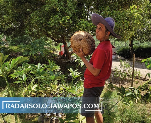 JUMBO: Supriyanto tunjukkan umbi porang berbobot 13 kg, Minggu (18/4). (ISTIMEWA)
