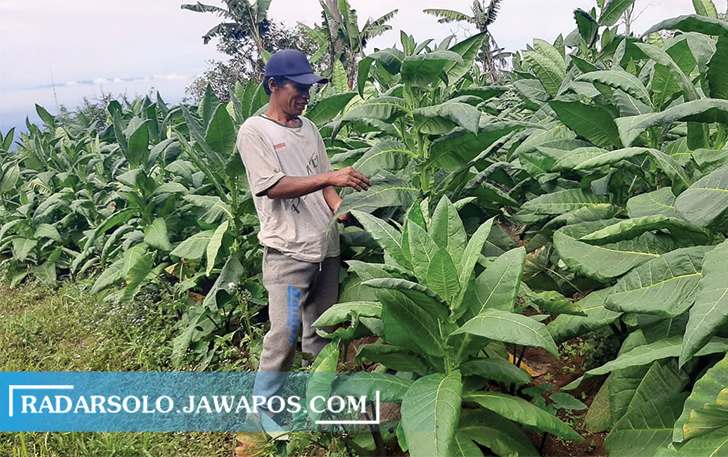HUJAN ABU: Warga Mbeling, Desa Sangup, Kecamatan Tamansari, Yitno membersihkan abu tipis yang menempel di daun tembakau, Jumat (25/6) pagi. (RAGIL LISTYO/RADAR SOLO)