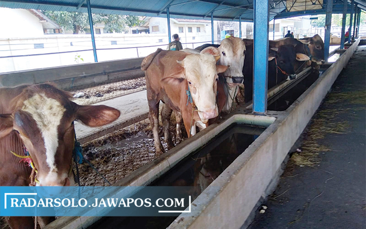 Hewan kurban yang akan disembelih di Rumah Pemotongan Hewan (RPH) Dinas Pertanian Ketahanan Pangan dan Perikanan Kota Surakarta. (SILVESTER KURNIAWAN/RADAR SOLO)