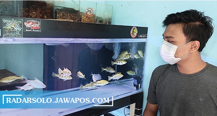 BERKELOMPOK: Ikan Pbass diminati karena memiliki corak yang unik, meskipun warnanya kurang mentereng dibanding ikan hias lainnya. (AHMAD KHAIRUDIN/RADAR SOLO)