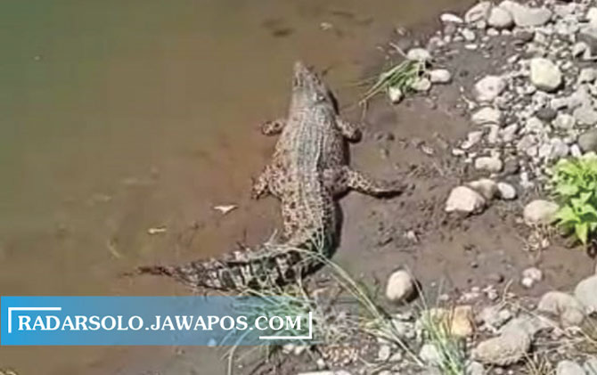 Tangkapan layar video warga yang menangkap penampakan buaya di tepi Kali Pepe, Dusun Gombol, Kebonbimo, Boyolali, Jumat (2/7). (RAGIL LISTYO/RADAR SOLO)