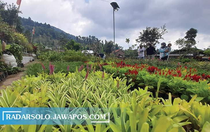 MENYEJUKKAN MATA: Kampung Sewu Kembang di Nglurah, Kelurahan/Kecamatan Tawangmangu menyajikan ratusan koleksi bunga. (RUDI HARTONO/RADAR SOLO)