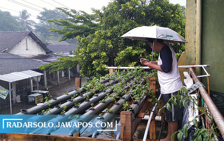 SIAP PANEN: Menanam sayur dengan hidroponik di balkon rumah. (SEPTINA FADYA/RADAR SOLO)