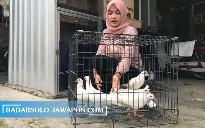 Cyntia Purnama sedang merawat merpati yang biasa disewakan untuk pernikahan di rumahnya Kartasura.
