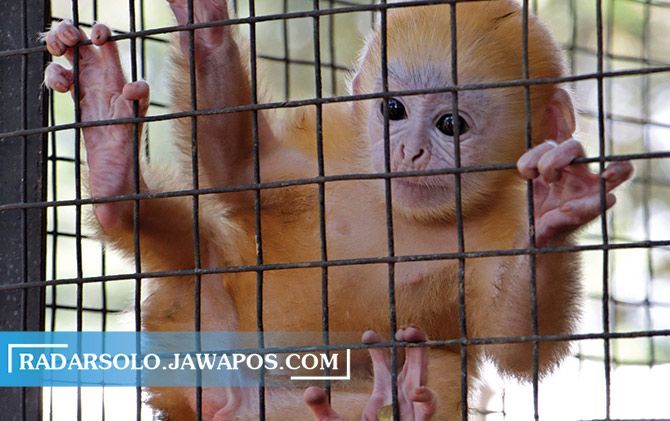 Bayi Lutung Jawa penghuni Taman Satwa Taru Jurug  yang baru sepekan lahir, dipamerkan ke pengunjung.